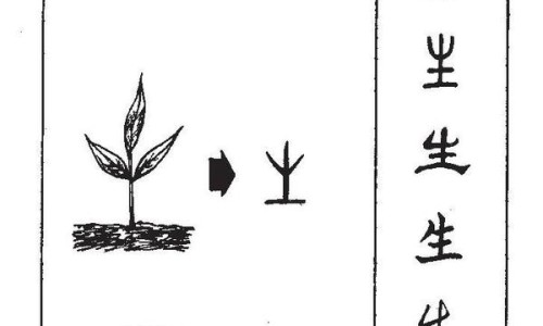矮株草的品种大全-矮舌草的功效网 :分享矮脚草别名-矮柁柁中草药图片知识